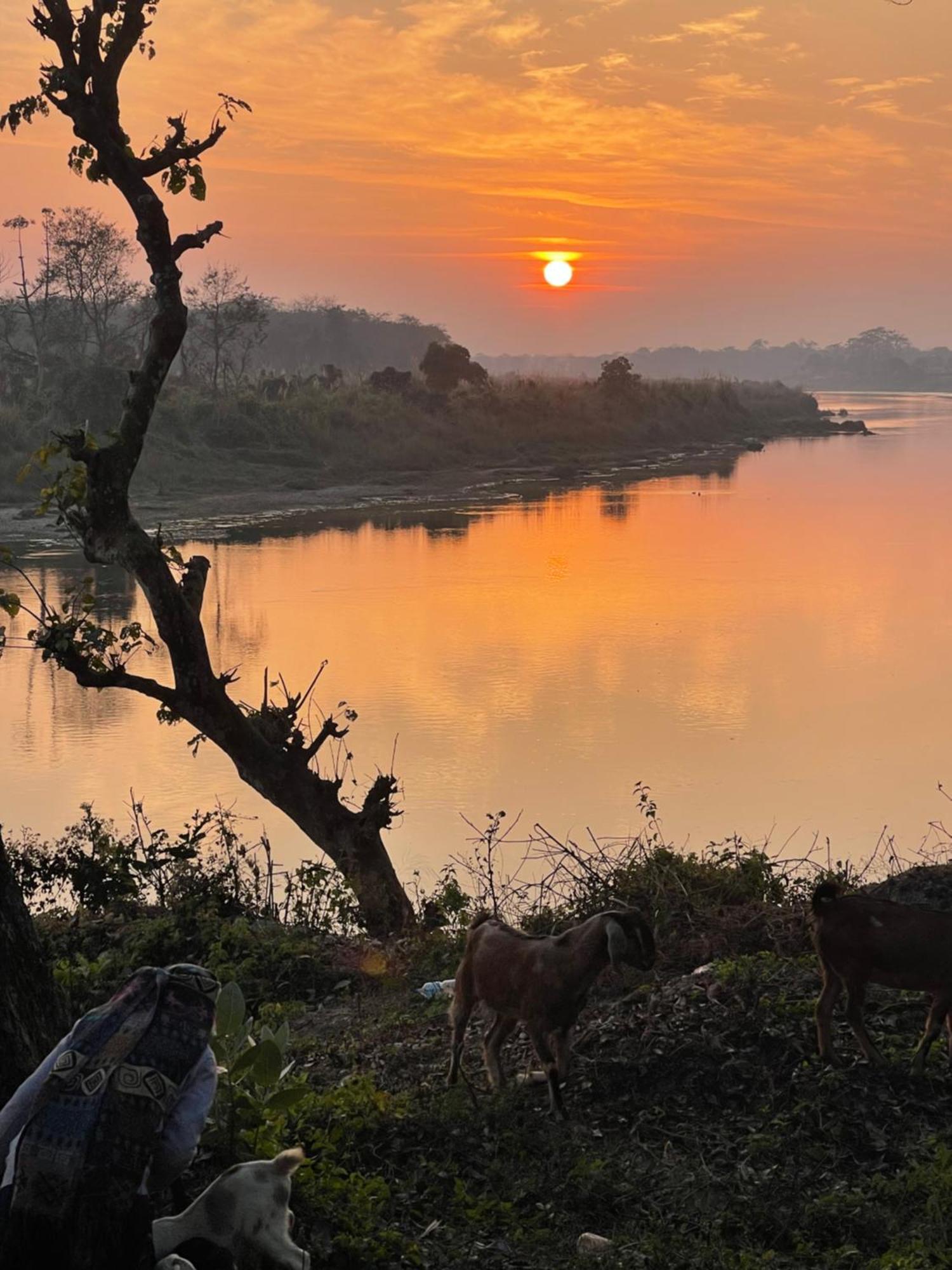 Chitwan Riverside Resort Sauraha Buitenkant foto